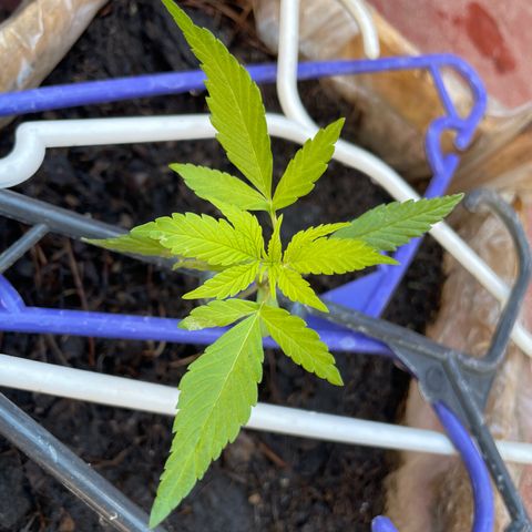 Lemon cake 7 growlog timeline photo
