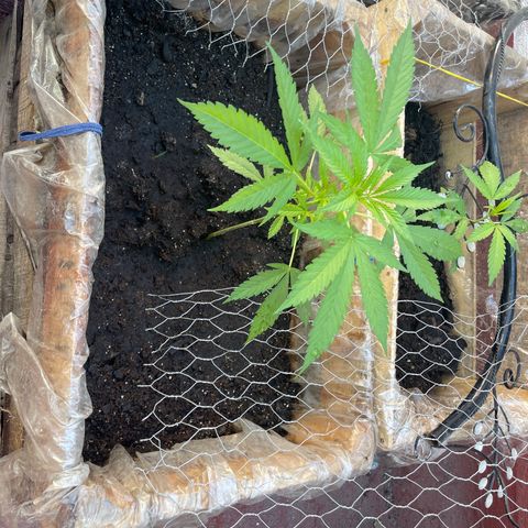 Lemon cake 3 growlog timeline photo