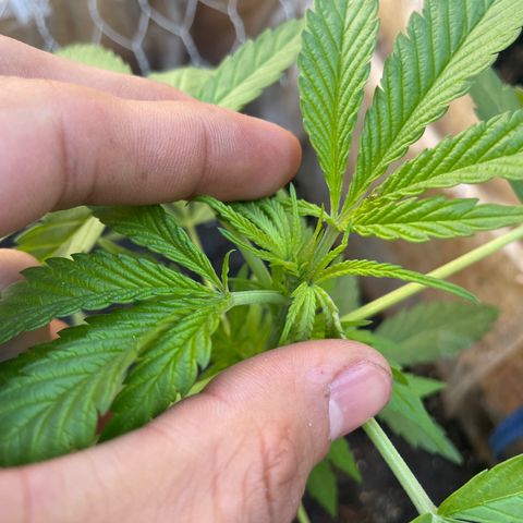 Lemon cake 3 growlog timeline photo