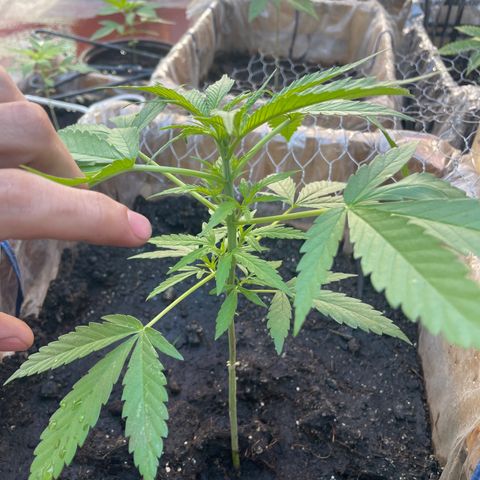 Lemon cake 3 growlog timeline photo