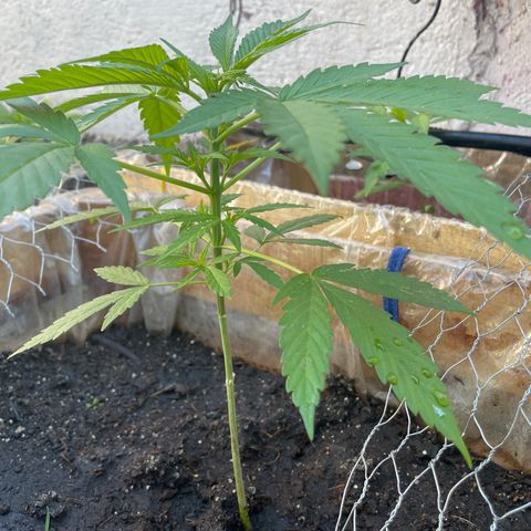 Lemon cake 3 growlog timeline photo