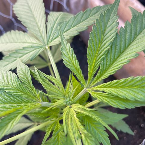 Lemon cake 3 growlog timeline photo