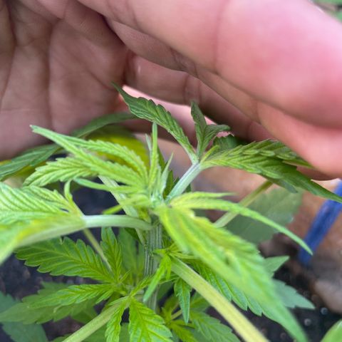 Lemon cake 3 growlog timeline photo