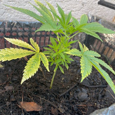 Lemon cake 4 growlog timeline photo