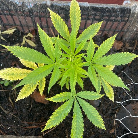 Lemon cake 4 growlog timeline photo