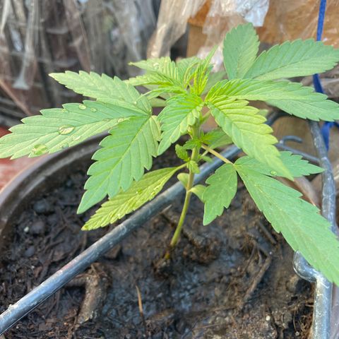 Lemon cake 5 growlog timeline photo