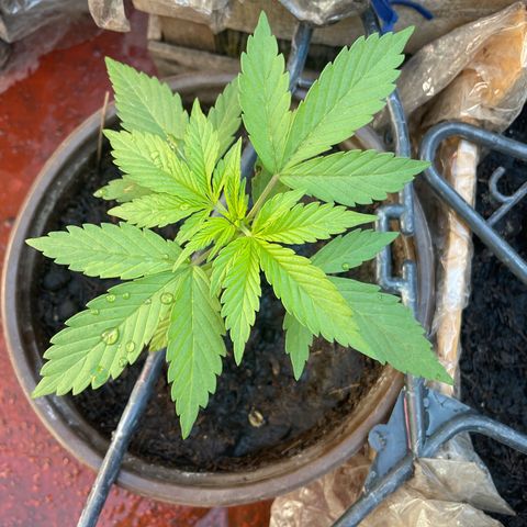 Lemon cake 5 growlog timeline photo