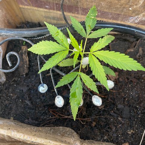 Lemon cake 6 growlog timeline photo
