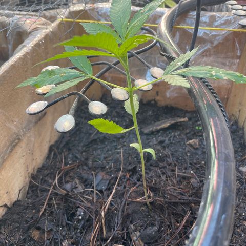 Lemon cake 6 growlog timeline photo