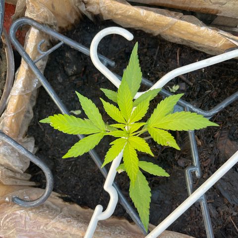 Lemon cake 7 growlog timeline photo