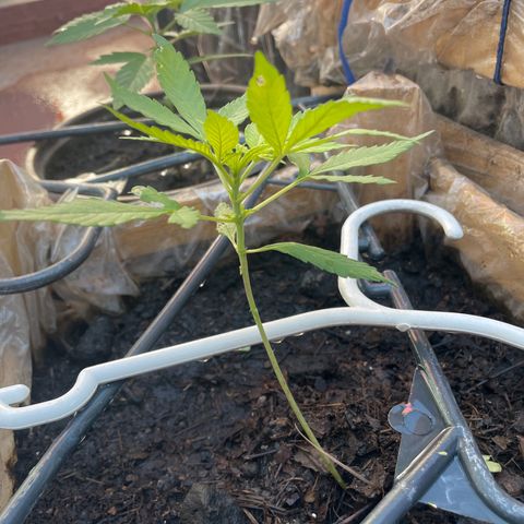 Lemon cake 7 growlog timeline photo