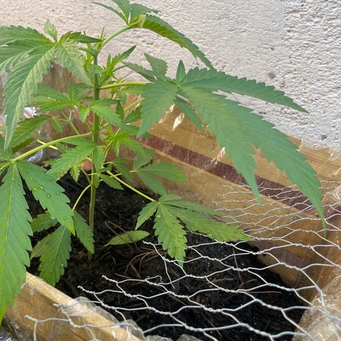Orange juice(??? growlog timeline photo