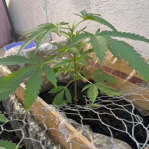 Orange juice(??? growlog timeline photo