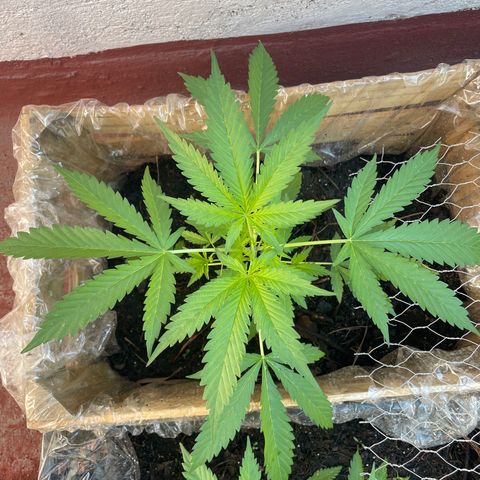 Orange juice(??? growlog timeline photo