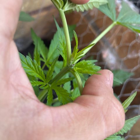 Orange juice(??? growlog timeline photo