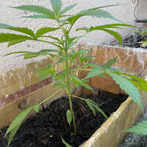 Orange juice(??? growlog timeline photo