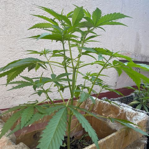 Orange juice(??? growlog timeline photo