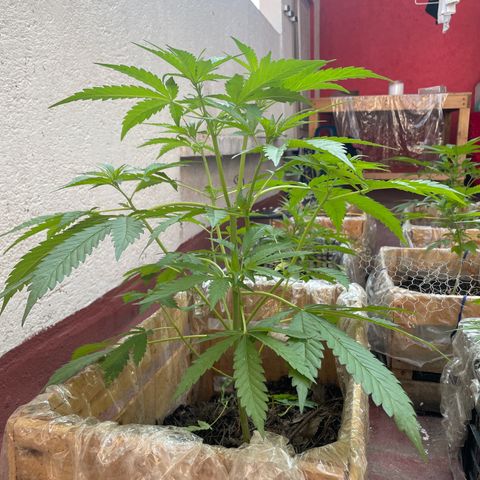 Orange juice(??? growlog timeline photo