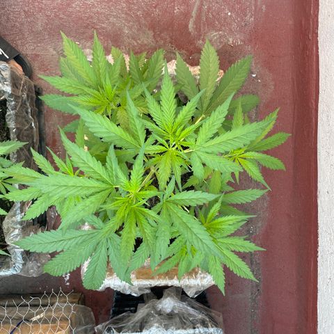 Orange juice(??? growlog timeline photo