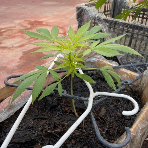 Lemon cake 7 growlog timeline photo