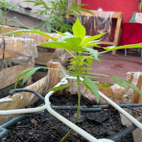 Lemon cake 7 growlog timeline photo