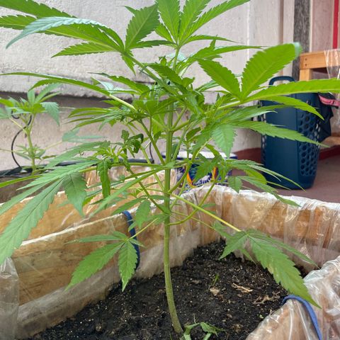 Lemon cake 3 growlog timeline photo