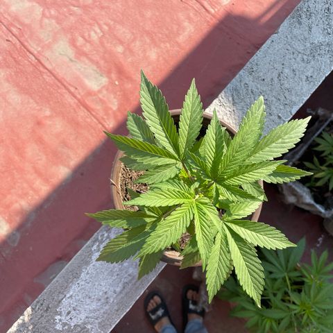 Lemon cake 5 growlog timeline photo