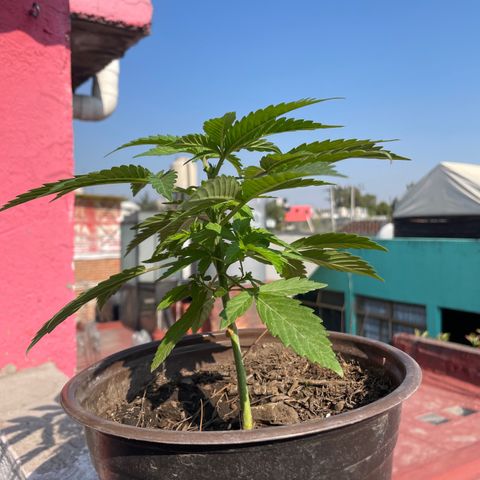 Lemon cake 5 growlog timeline photo