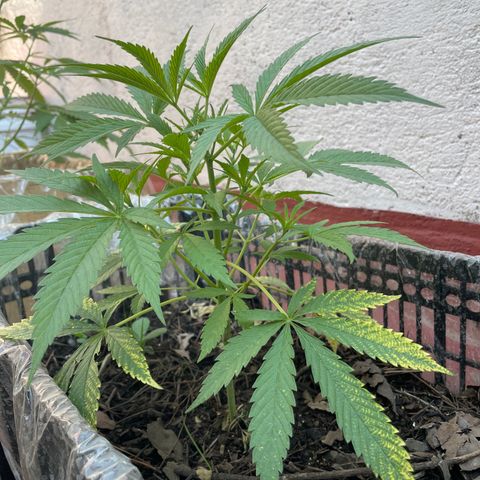 Lemon cake 4 growlog timeline photo