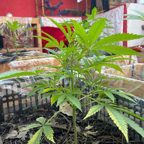 Lemon cake 4 growlog timeline photo