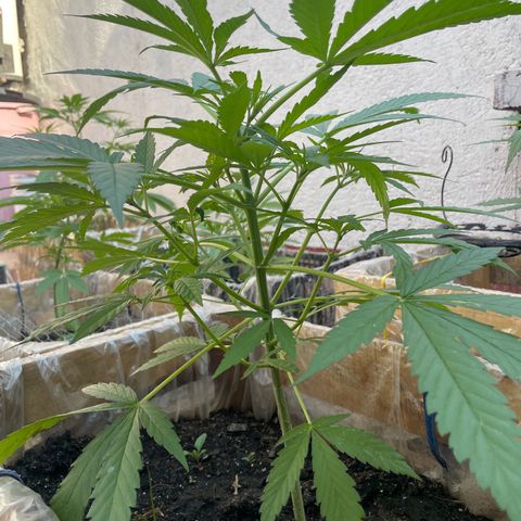 Lemon cake 3 growlog timeline photo