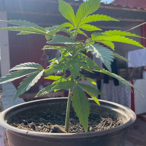 Lemon cake 5 growlog timeline photo