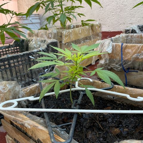 Lemon cake 7 growlog timeline photo