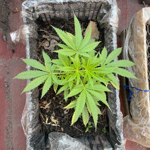 Lemon cake 4 growlog timeline photo