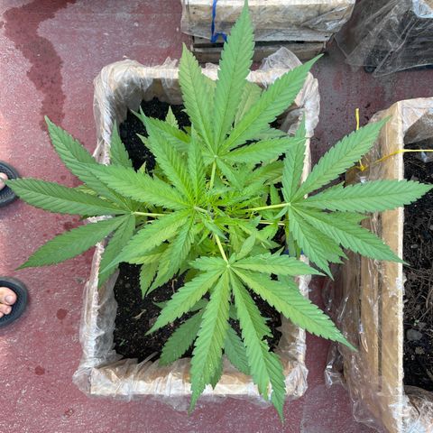 Lemon cake 3 growlog timeline photo