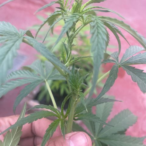 Orange juice(??? growlog timeline photo