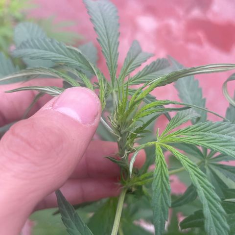 Orange juice(??? growlog timeline photo