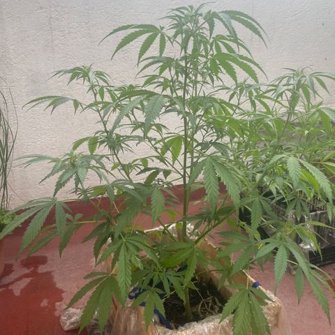 Orange juice(??? growlog timeline photo
