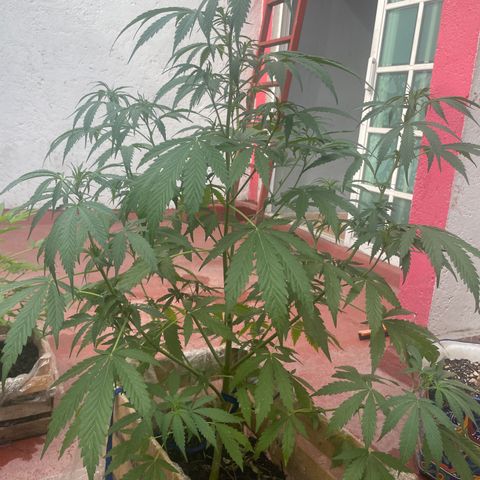 Orange juice(??? growlog timeline photo
