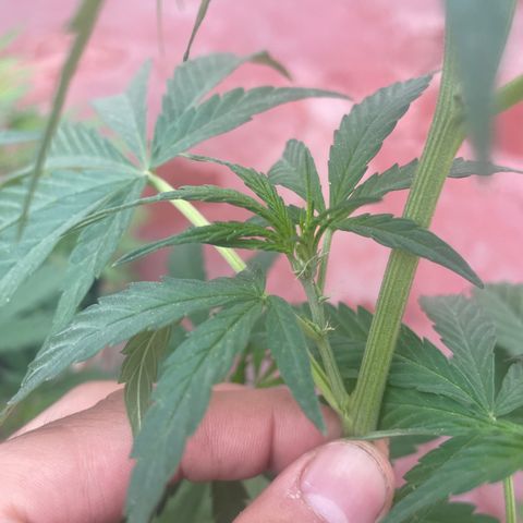 Orange juice(??? growlog timeline photo