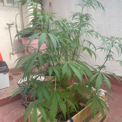 Orange juice(??? growlog timeline photo