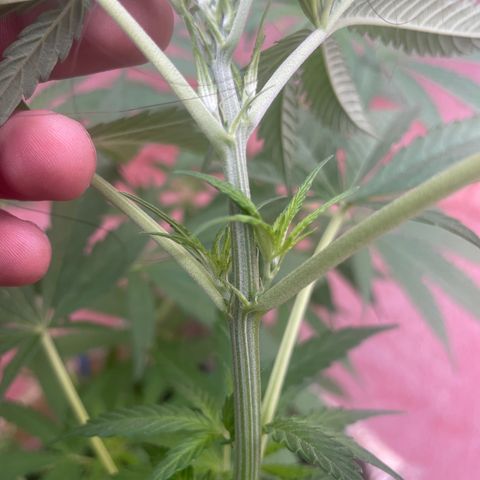 Lemon cake 3 growlog timeline photo
