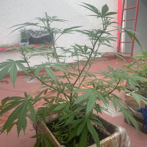 Lemon cake 3 growlog timeline photo