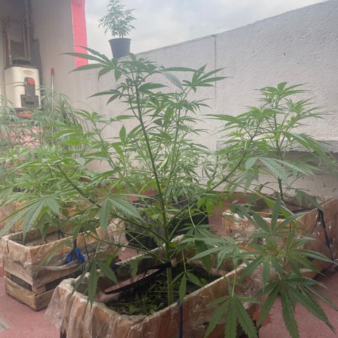 Lemon cake 3 growlog timeline photo