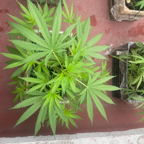 Lemon cake 6 growlog timeline photo
