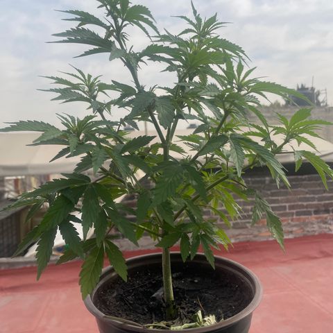 Lemon cake 5 growlog timeline photo