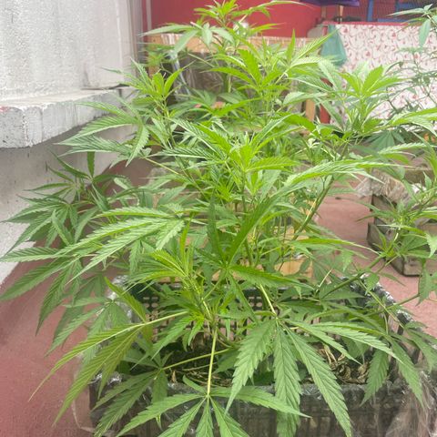 Lemon cake 4 growlog timeline photo
