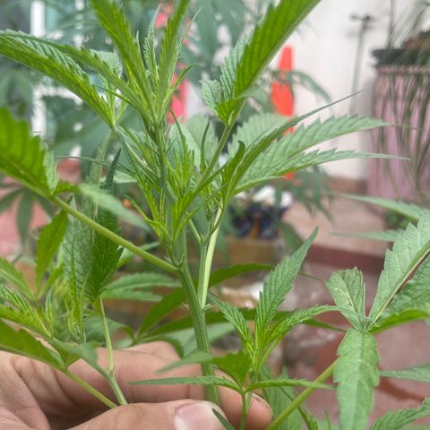Lemon cake 4 growlog timeline photo