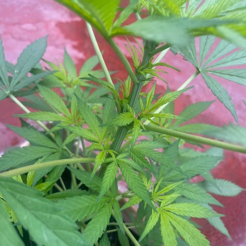 Lemon cake 7 growlog timeline photo