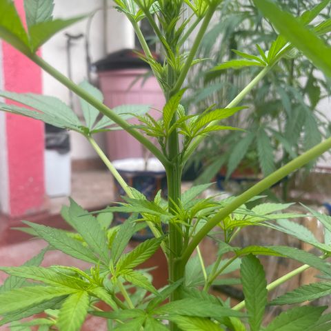 Lemon cake 7 growlog timeline photo
